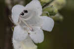 Manyflower beardtongue